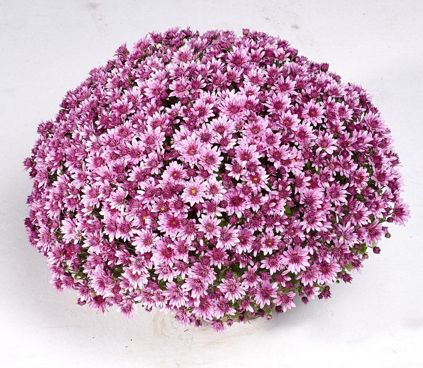 646 Mum Purple Penera Purple - View 8 from www redcrocus com