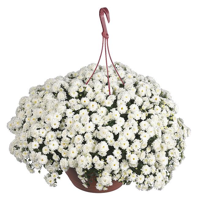 648 Mum White Skyfall White - View 12 from www redcrocus com