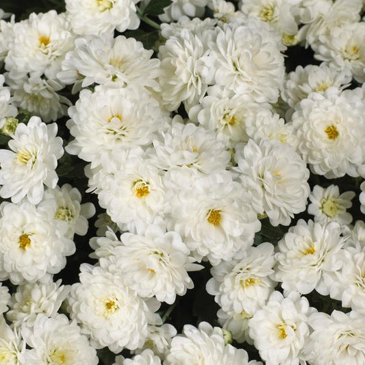 648 Mum White Skyfall White - View 1 from www redcrocus com