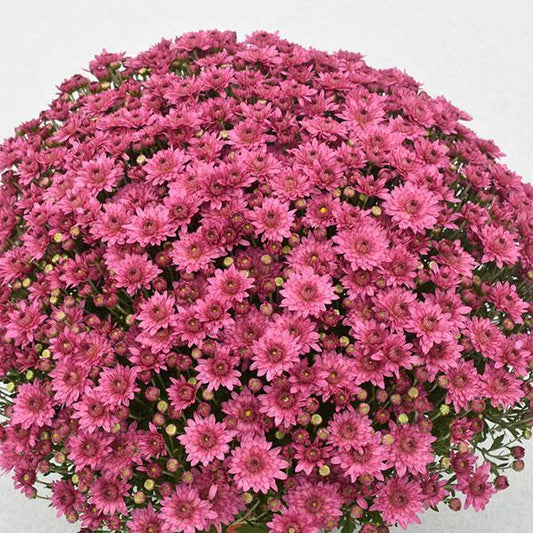 650 Mum Pink Temptation Pink - View 1 from www redcrocus com