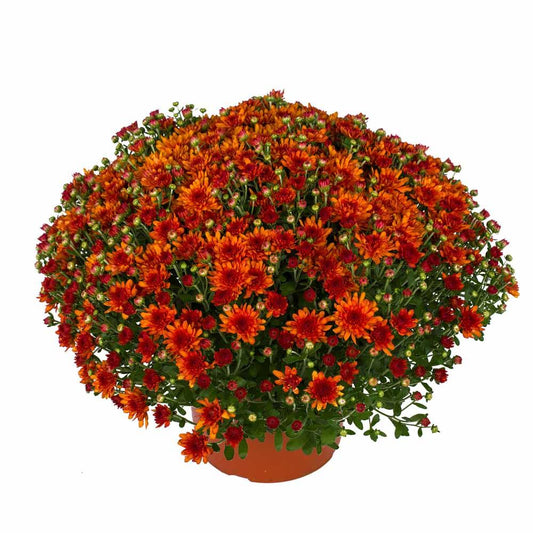 659 Mum Bronze Sweet Potato Pie Bronze - View 1 from www redcrocus com