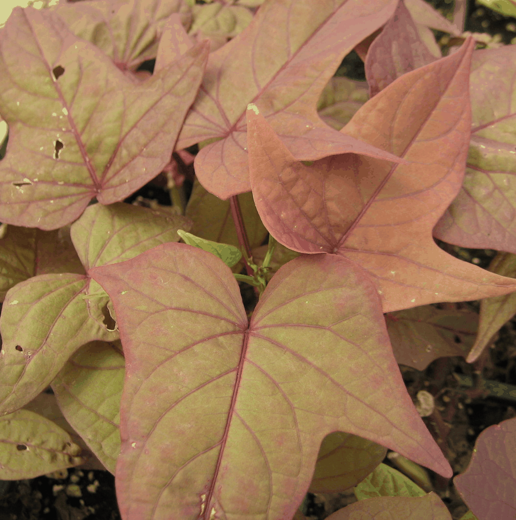 659 Mum Bronze Sweet Potato Pie Bronze - View 2 from www redcrocus com