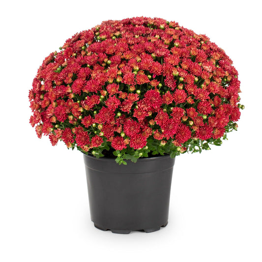 Mum, Red - View 9 from www redcrocus com