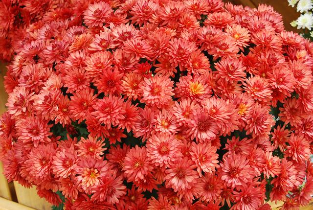 Mum Red Amadora Red - View 3 from www redcrocus com