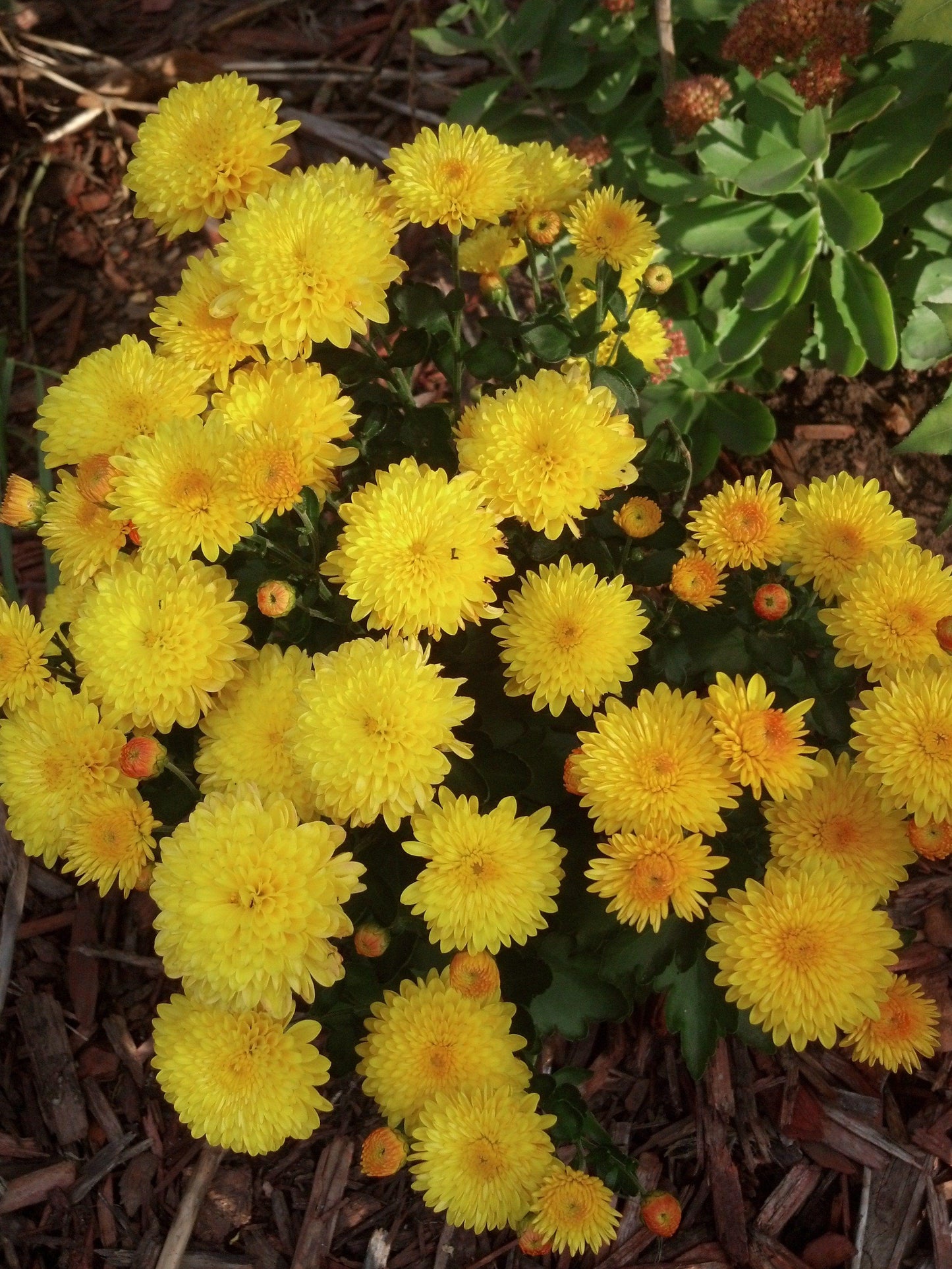 Mum Yellow Bethany Yellow - View 12 from www redcrocus com