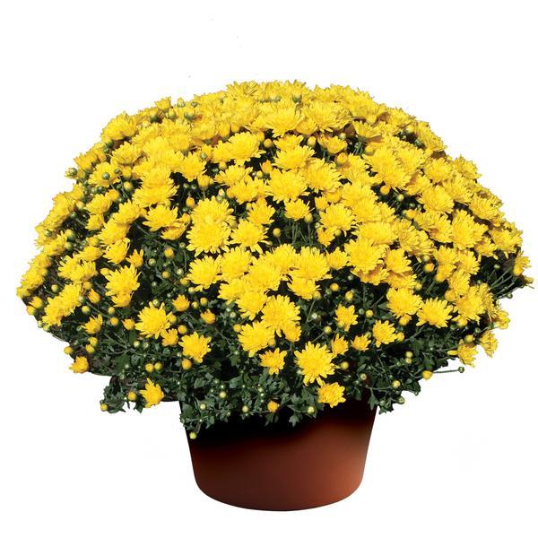 Mum Yellow Bethany Yellow - View 2 from www redcrocus com