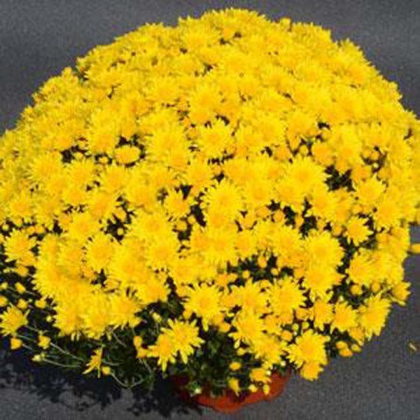 Mum Yellow Buttercup Yellow - View 8 from www redcrocus com