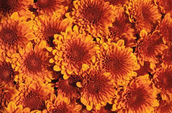 Mum Orange Fireglow Bronze - View 19 from www redcrocus com
