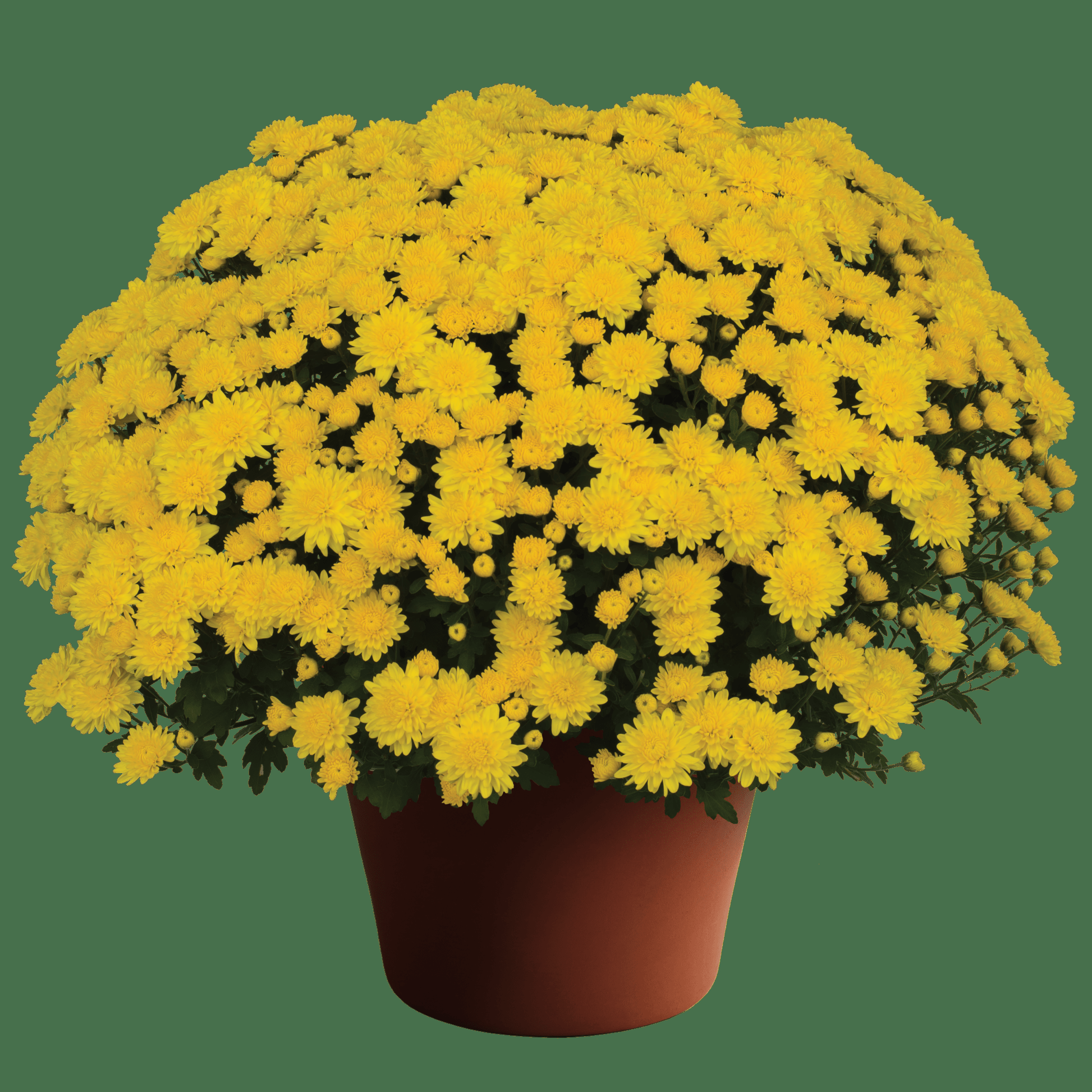 Mum, Yellow Honeyblush Yellow - View 11 from www redcrocus com