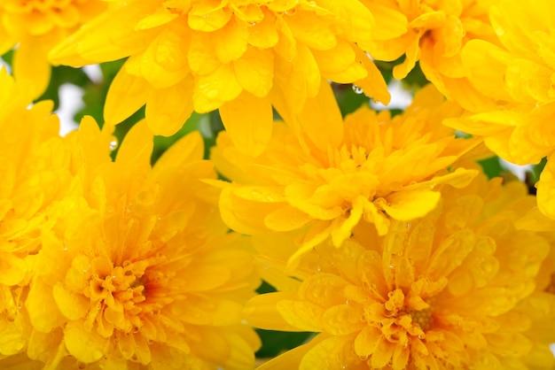 Mum, Yellow Honeyblush Yellow - View 15 from www redcrocus com
