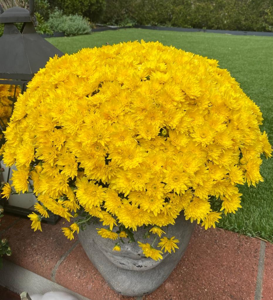 Mum, Yellow Honeyblush Yellow - View 20 from www redcrocus com