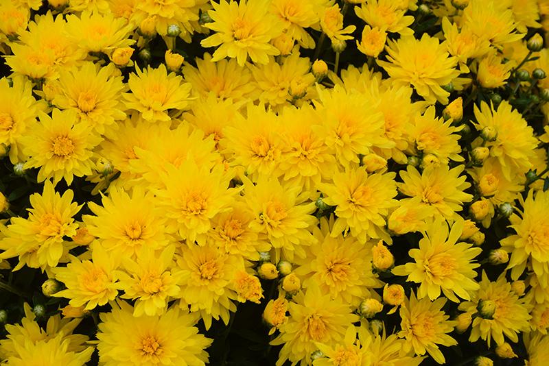 Mum, Yellow Honeyblush Yellow - View 2 from www redcrocus com