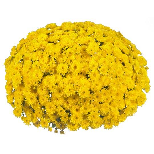 Mum, Yellow Honeyblush Yellow - View 6 from www redcrocus com