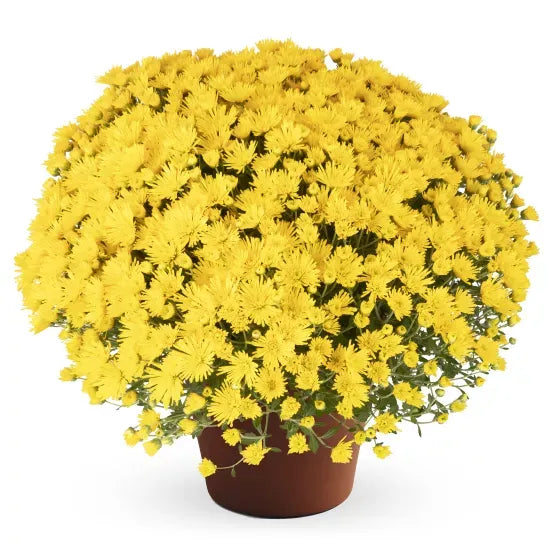 Mum, Yellow Honeyblush Yellow - View 9 from www redcrocus com