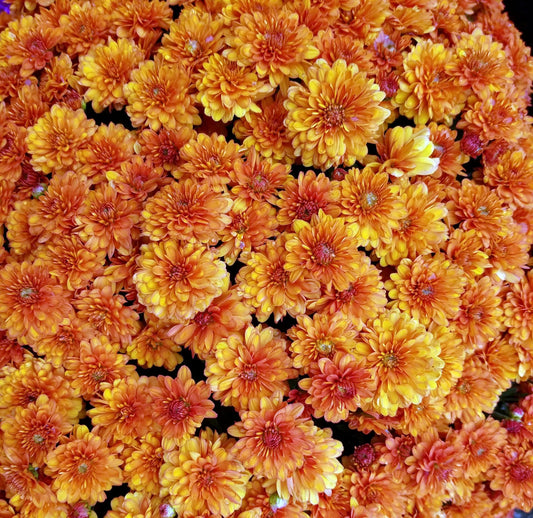 Mum Orange Perfectly Orange - View 14 from www redcrocus com