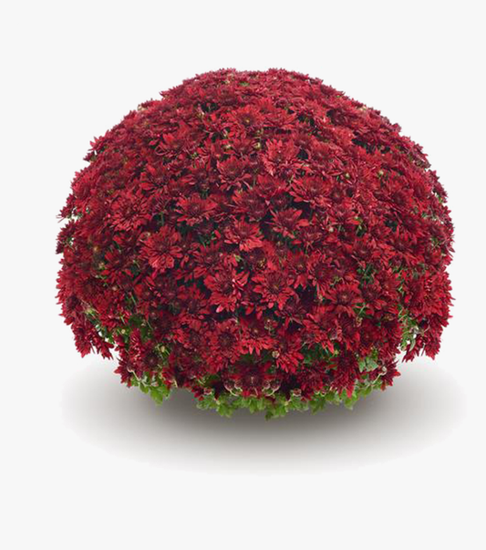 Mum Red Vega Red - View 1 from www redcrocus com