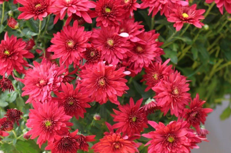 Mum Red Vega Red - View 2 from www redcrocus com