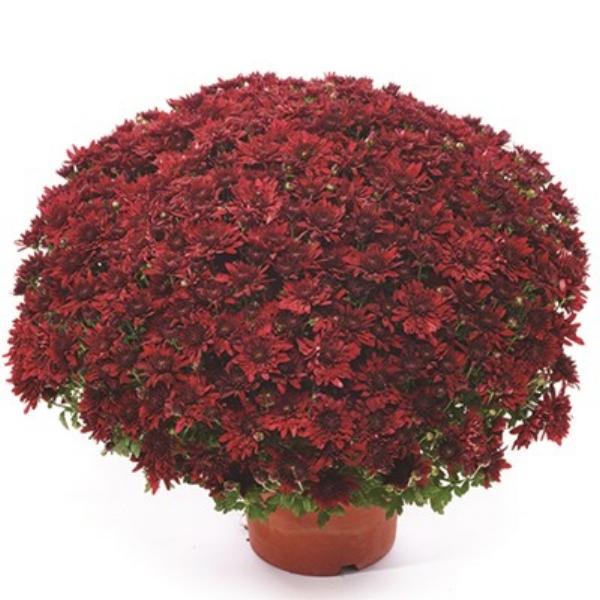 Mum Red Vega Red - View 3 from www redcrocus com