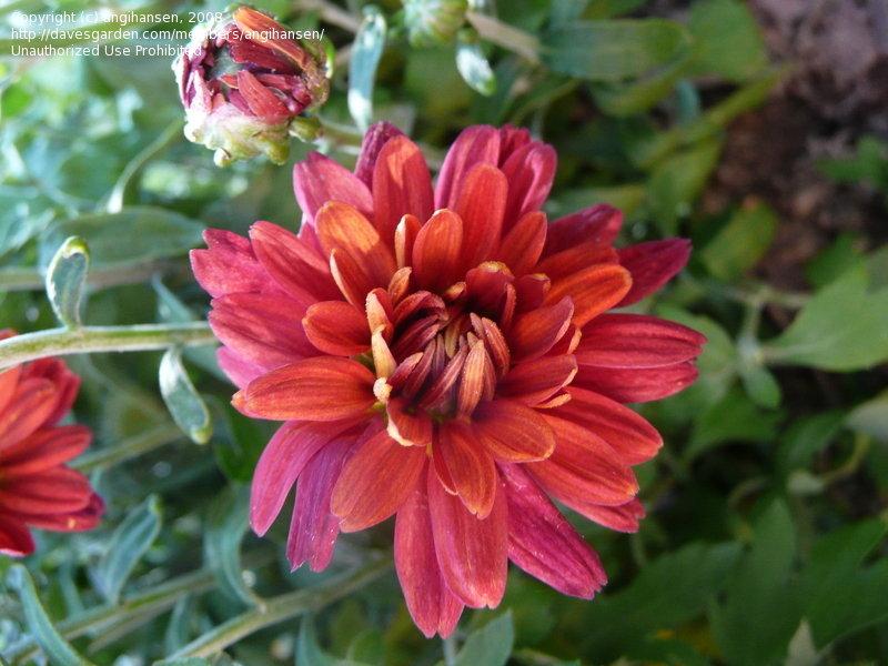 Mum Red Camina Red - View 10 from www redcrocus com