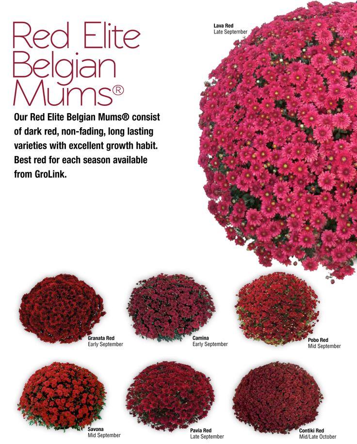 Mum Red Camina Red - View 13 from www redcrocus com