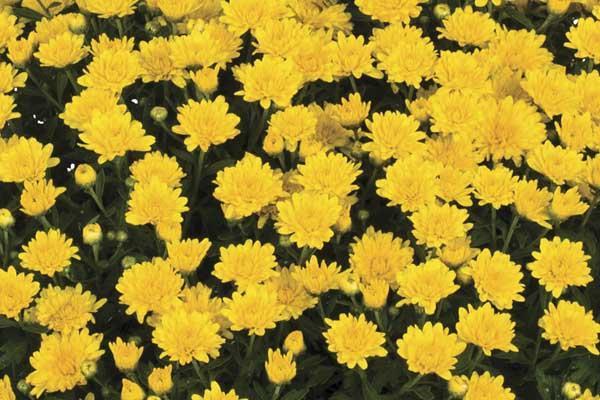 Mum Yellow Elena Gold Yellow - View 6 from www redcrocus com