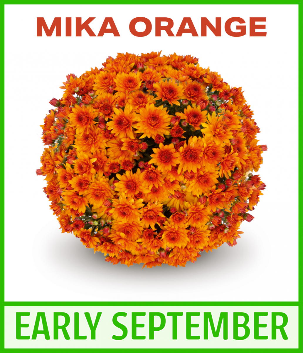 Mum, Orange Mika Orange - View 12 from www redcrocus com