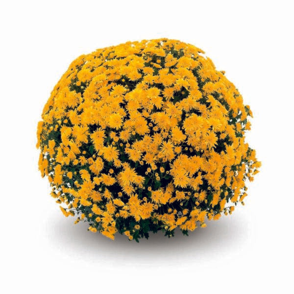 Mum, Orange Mika Orange - View 18 from www redcrocus com