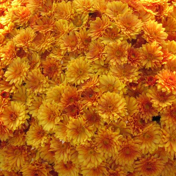 Mum, Orange Mika Orange - View 2 from www redcrocus com