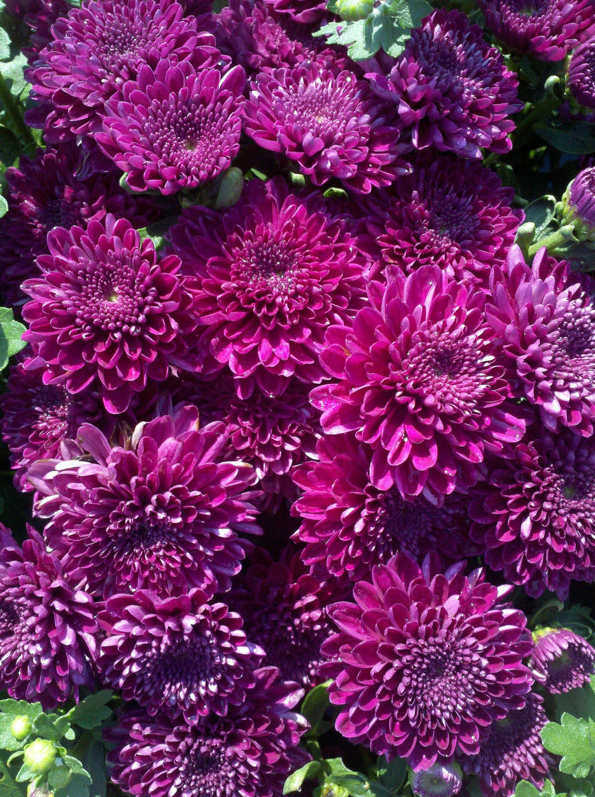 Mum Purple Arlette Purple - View 11 from www redcrocus com