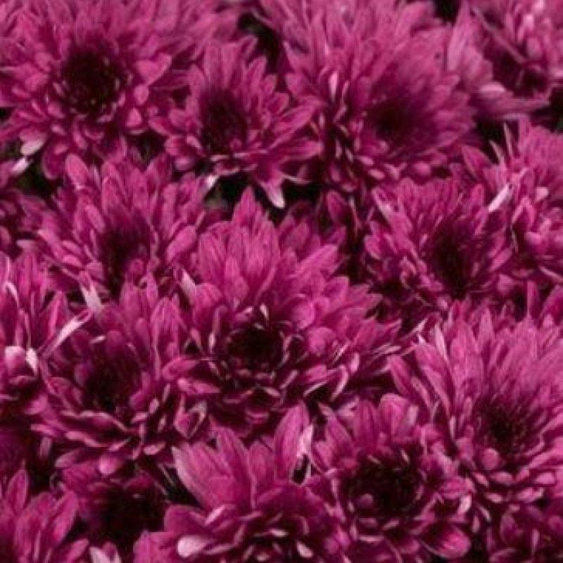 Mum Purple Arlette Purple - View 4 from www redcrocus com