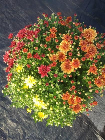 Mum Yellow Conaco Gold - View 11 from www redcrocus com