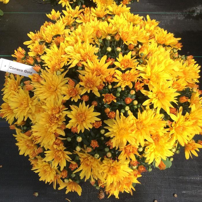 Mum Yellow Conaco Gold - View 2 from www redcrocus com