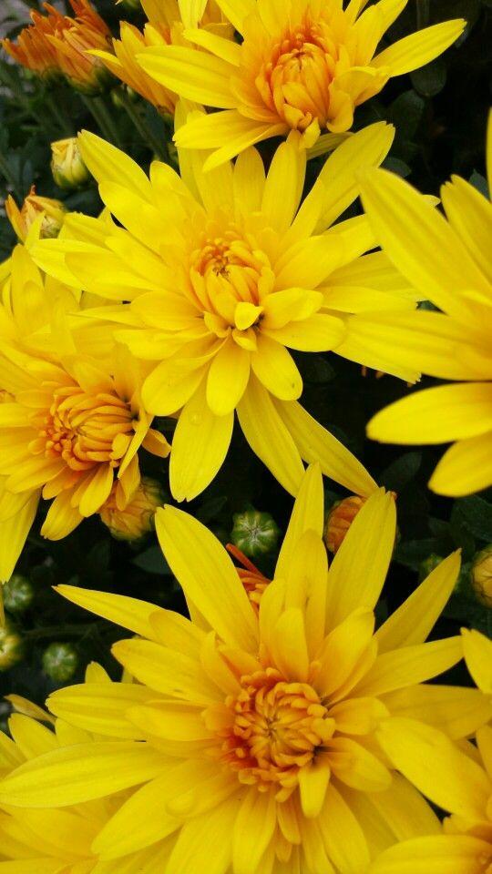 Mum Yellow Conaco Gold - View 5 from www redcrocus com