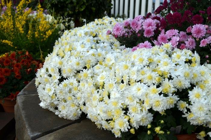 Mum White Lesconil White - View 2 from www redcrocus com