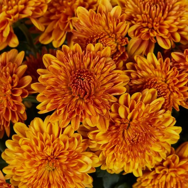 Mum Orange Morgana Orange - View 11 from www redcrocus com