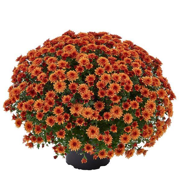 Mum Orange Morgana Orange - View 2 from www redcrocus com