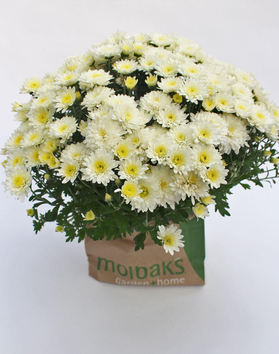 Mum White Morgana White - View 2 from www redcrocus com