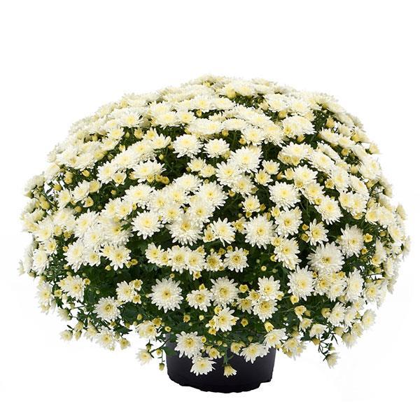 Mum White Morgana White - View 3 from www redcrocus com