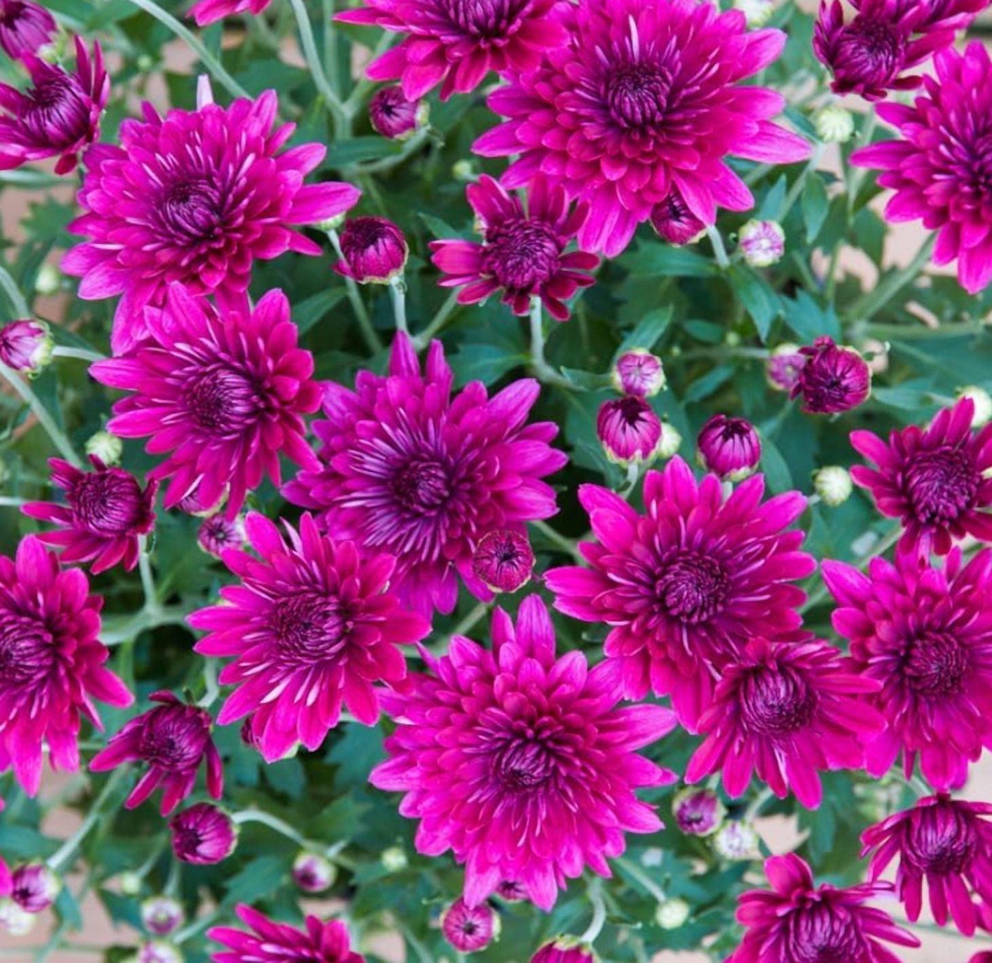 Mum, Purple Plumberry Purple - View 32 from www redcrocus com