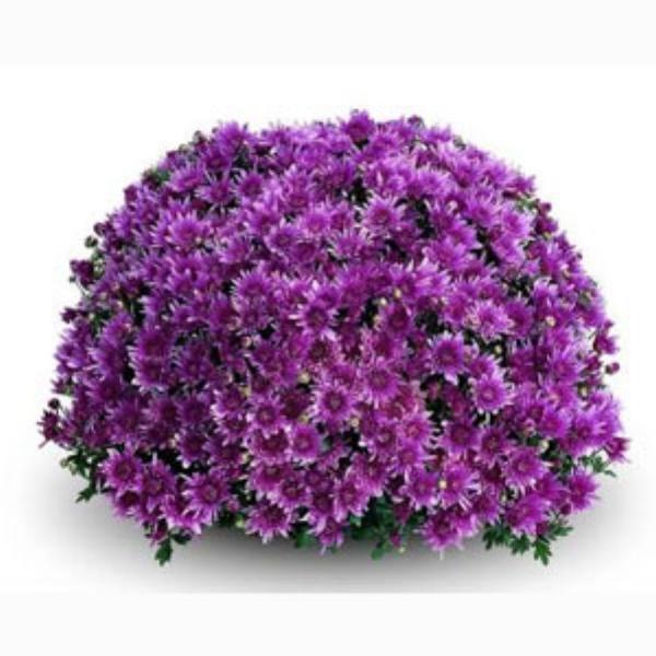 Mum Purple Pobo Lavender Purple - View 16 from www redcrocus com