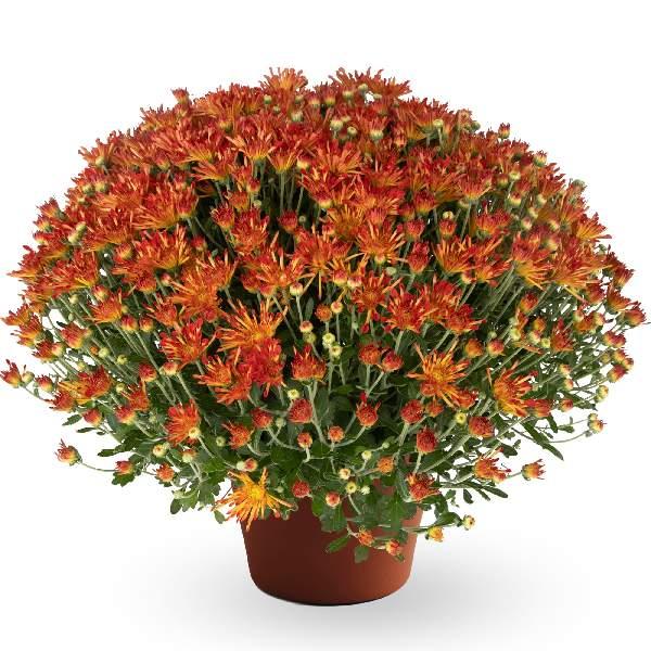 Mum, Orange Staviski Orange - View 24 from www redcrocus com