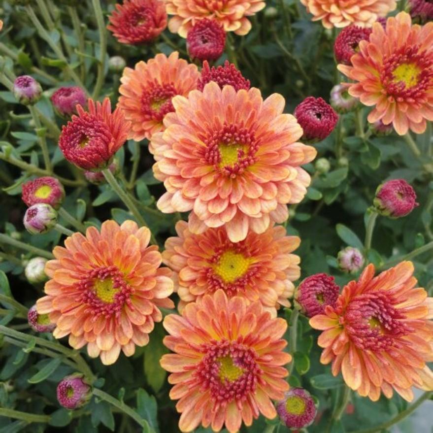 Mum, Orange Staviski Orange - View 4 from www redcrocus com