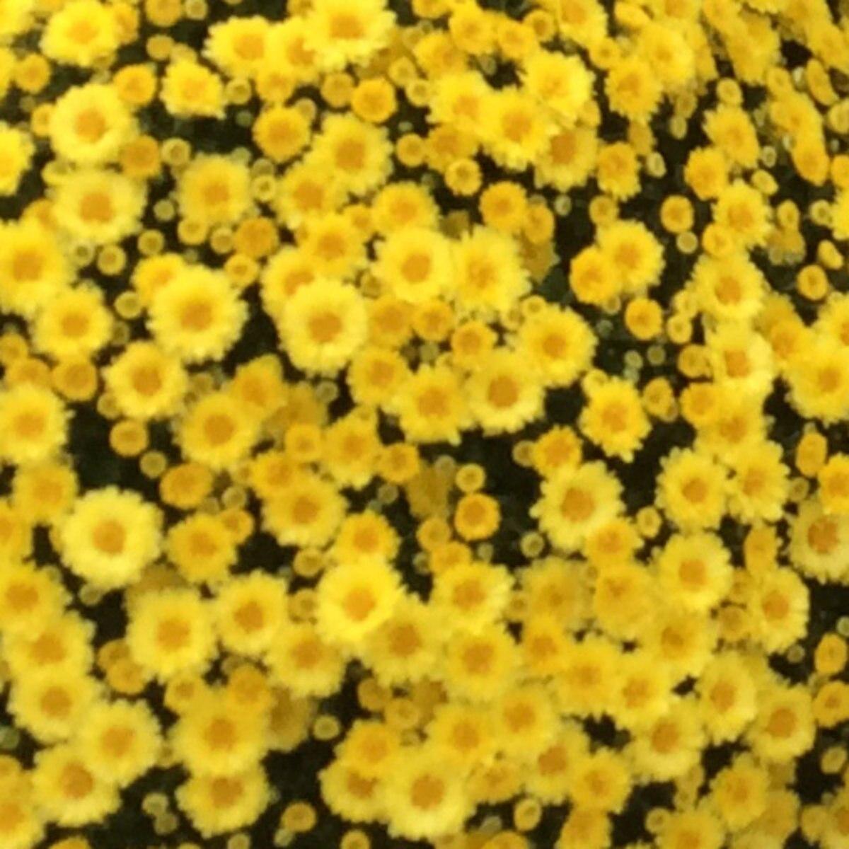 Mum Yellow Staviski Yellow - View 4 from www redcrocus com