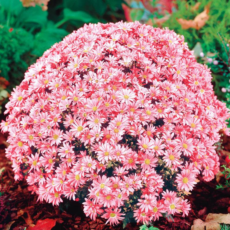 Mum Coral Fonti Coral - View 14 from www redcrocus com