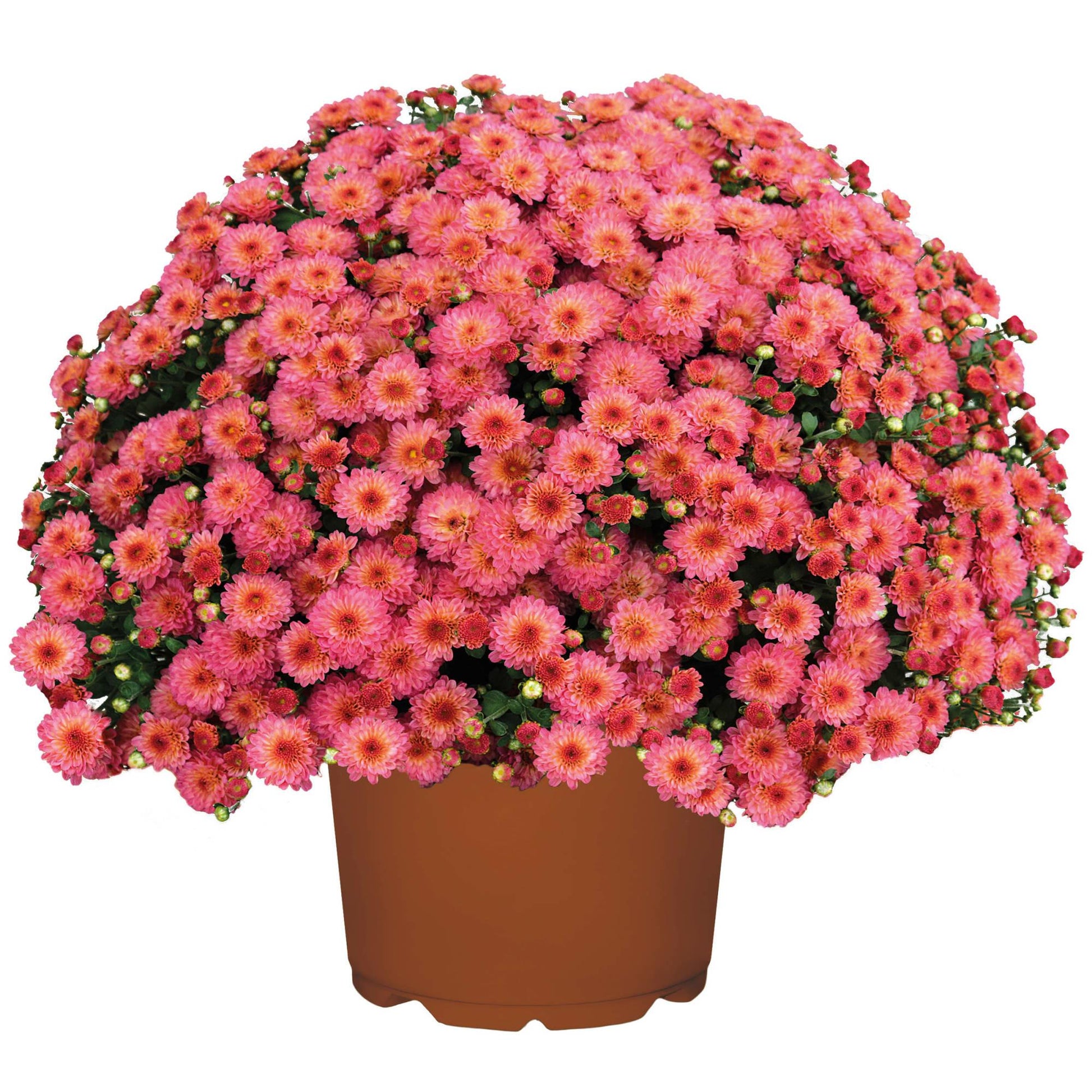 Mum Coral Fonti Coral - View 15 from www redcrocus com