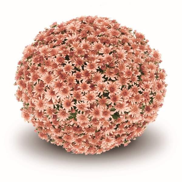 Mum Coral Fonti Coral - View 2 from www redcrocus com