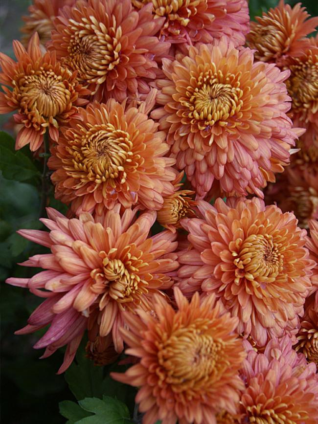 Mum Coral Fonti Coral - View 5 from www redcrocus com