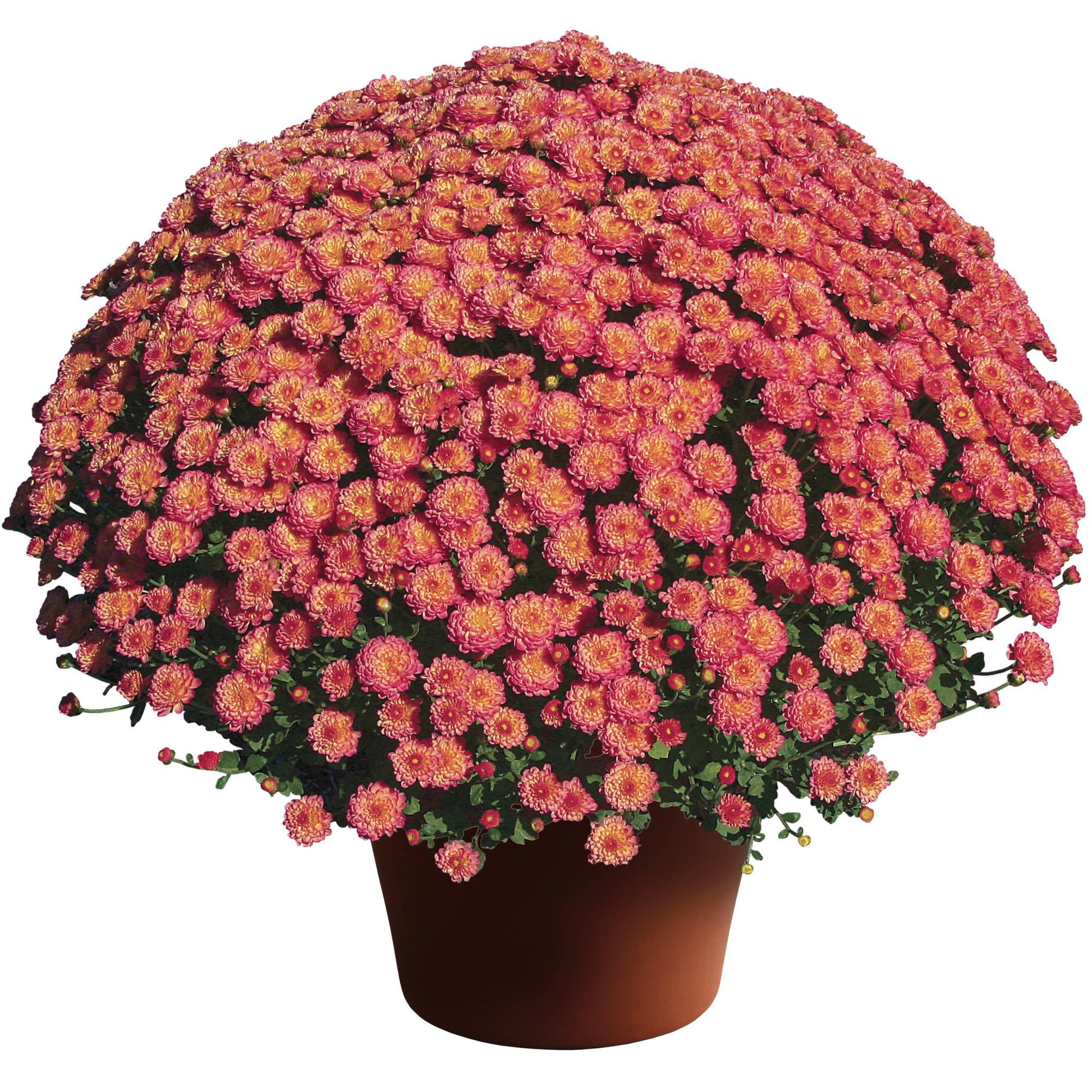 Mum Coral Fonti Coral - View 9 from www redcrocus com