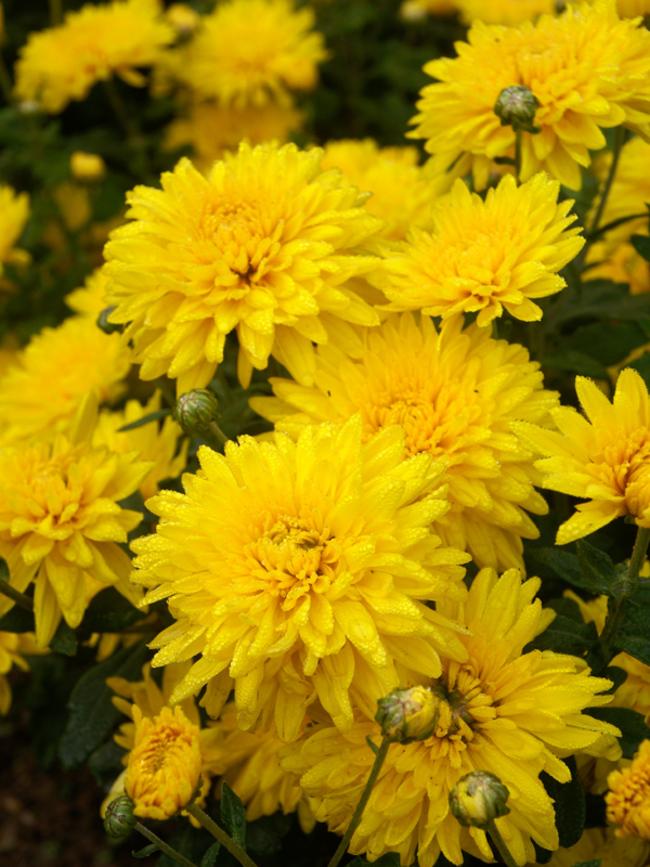 Mum Yellow Cracklin Golden Yellow - View 10 from www redcrocus com