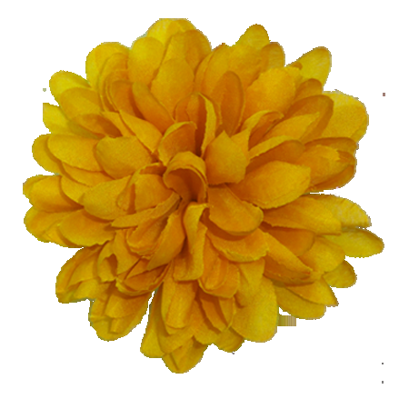 Mum Yellow Cracklin Golden Yellow - View 15 from www redcrocus com